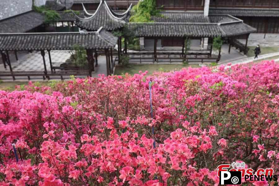 Azalea flowers bloom under Ming Dynasty City Wall in Nanjing