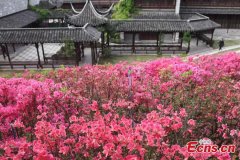Azalea flowers bloom under Ming Dynasty City Wall in Nanjing
