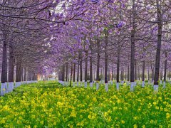 Lankao county in Central China's Henan embraces a sea of flowering Paulownia trees