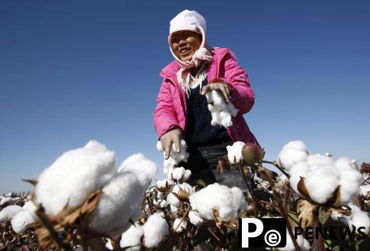  China to create own standards for cotton
