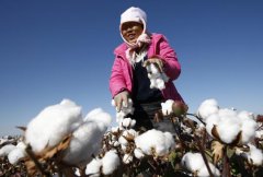  China to create own standards for cotton