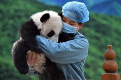 Technology tackles breeding challenges for China's giant pandas