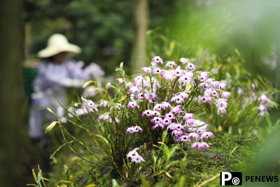 Flower economy blooms in Guizhou