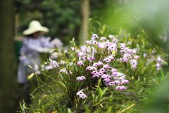 Flower economy blooms in Guizhou