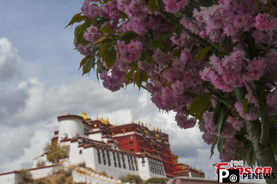 Cherry blossoms bloom at foot of Potala Palace in Lhasa
