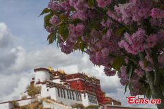 Cherry blossoms bloom at foot of Potala Palace in Lhasa