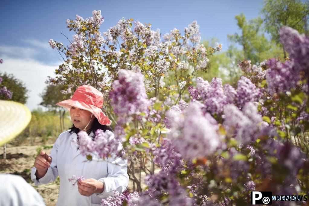 Lilacs in bloom at seedling breeding base in Xining, NW China