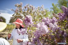 Lilacs in bloom at seedling breeding base in Xining, NW China