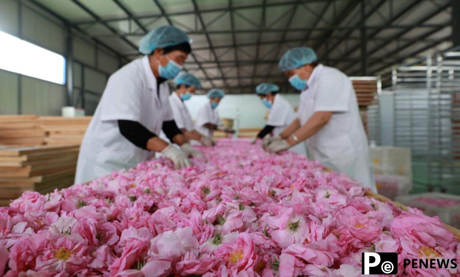 Blooming roses promote rural revitalization in North China