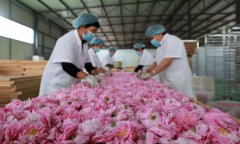 Blooming roses promote rural revitalization in North China's Hebei