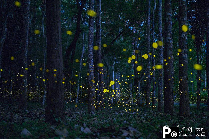 Fireflies light up the night in China
