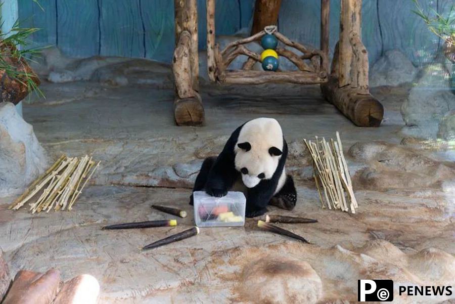 Hainan zoo helps keep animals cool in scorching summer