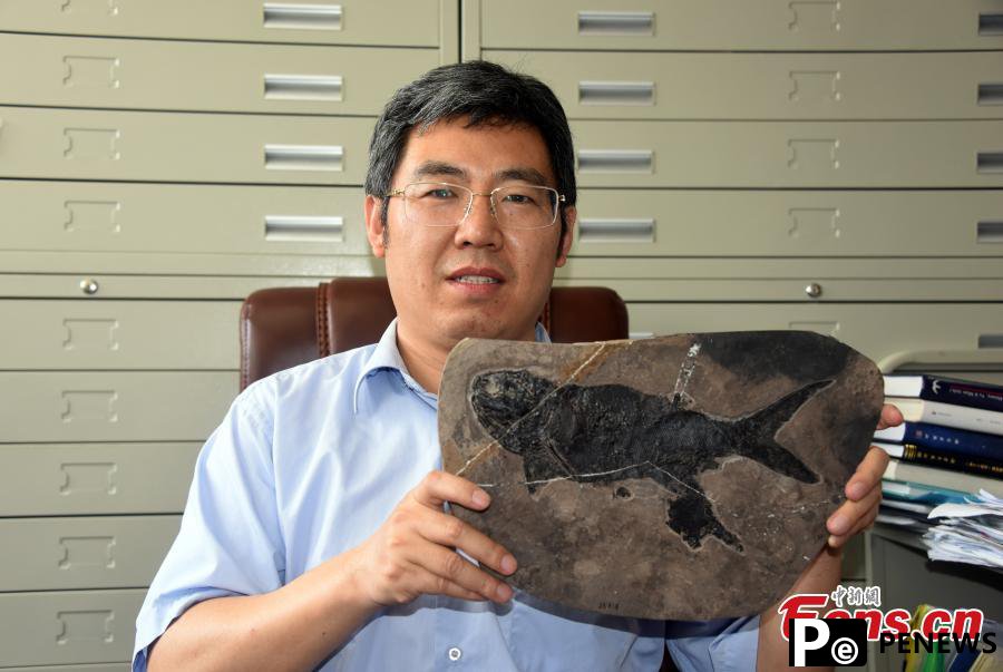 Chinese scientists discover ray-finned fish fossil 244 mln-year ago