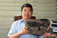 Chinese scientists discover ray-finned fish fossil 244 mln-year ago