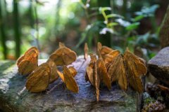  Yunnan witnesses largest butterfly emergence in a decade