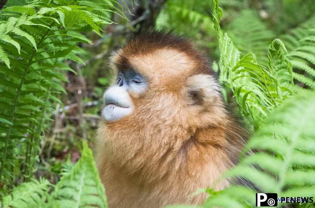 In pics: golden monkeys in Shennongjia National Park