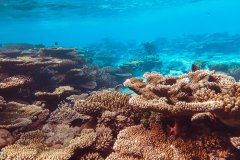 Interview: Coral reefs need to be protected as rainforests of the sea: Jordanian scientist