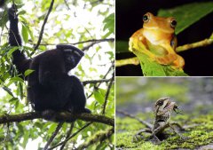 Guided by Xi's environmental vision, China champions biodiversity