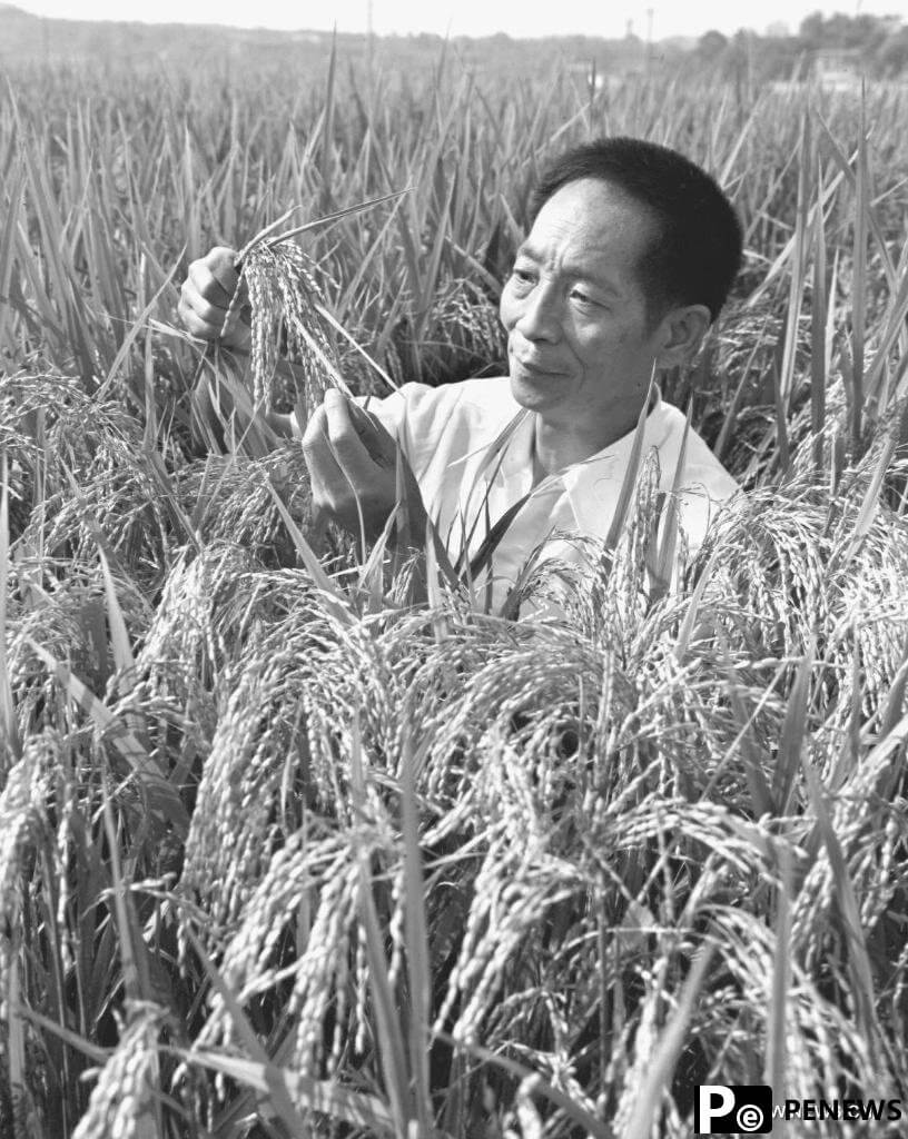  Father of hybrid rice Yuan Longping dies at 91