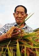 Xi's condolences conveyed to family of father of hybrid rice