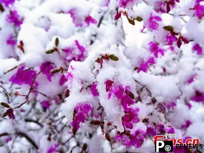 Snow-covered Azalea flowers in N China create unseasonal summer scenery