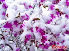 Snow-covered Azalea flowers in N China create unseasonal summer scenery