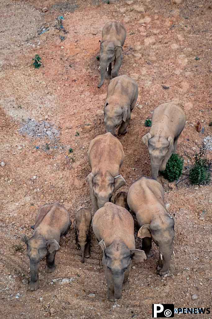 Wild Asian elephants migrating northward in southwest China