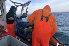 Ropeless Lobster Fishing Is Good News For Some Whales 