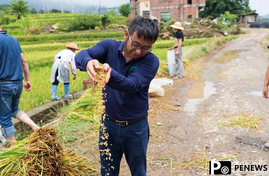 Chinese scientists develop rice variety that can be harvested multiple times without having to be planted a second time