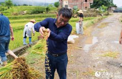 Chinese scientists develop rice variety that can be harvested multiple times without having to be planted a second time