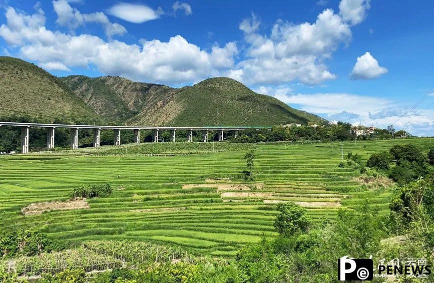 Chinese scientists develop rice variety that can be harvested multiple times without having to be planted a second time