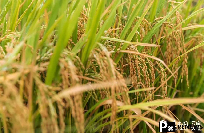 Chinese scientists develop rice variety that can be harvested multiple times without having to be planted a second time