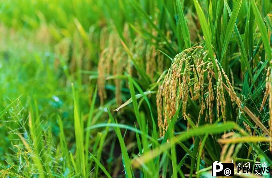 Chinese scientists develop rice variety that can be harvested multiple times without having to be planted a second time