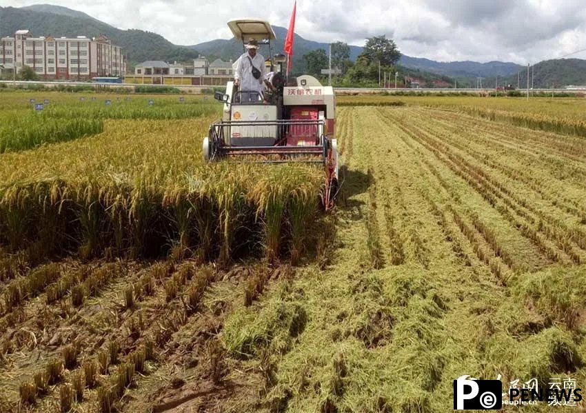 Chinese scientists develop rice variety that can be harvested multiple times without having to be planted a second time