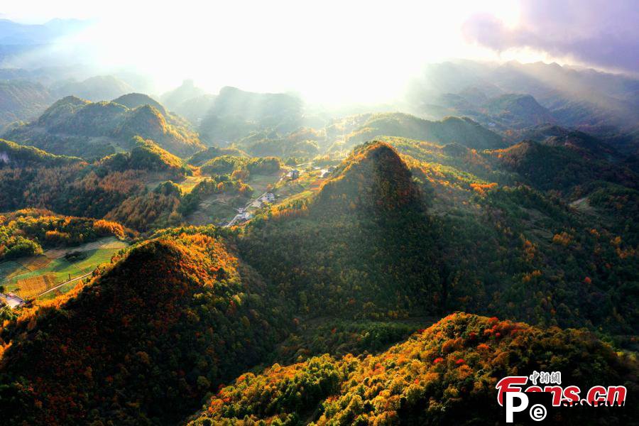 Red Autumn scenery of immense forests in Sichuan