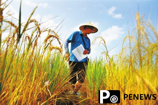 Hainan’s Sanya city plans to build a germplasm base storing wild rice seed resources