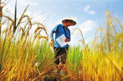 Hainan’s Sanya city plans to build a germplasm base storing wild rice seed resources