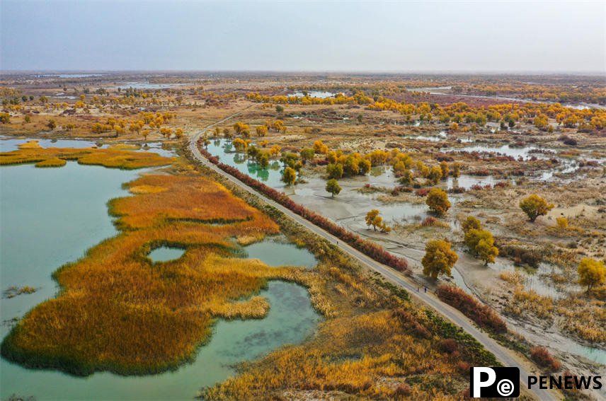 Desert poplars bring sea of gold to NW China