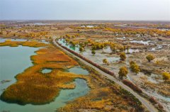 Desert poplars bring sea of gold to NW China's Xinjiang