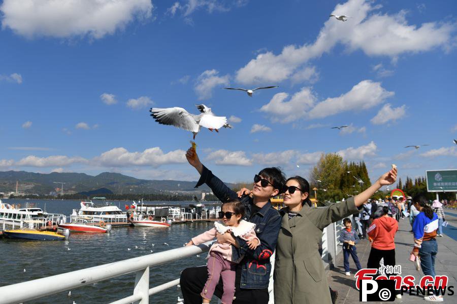 Red-beaked gulls hibernate southward in Kunming