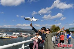 Red-beaked gulls hibernate southward in Kunming