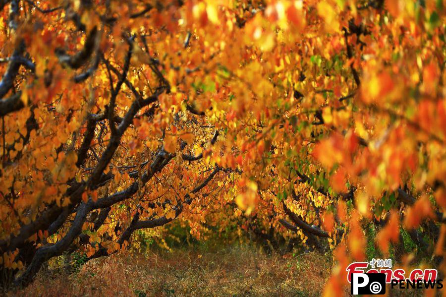 Autumn scenery in Xinjiang apricot garden