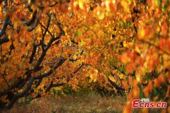Autumn scenery in Xinjiang apricot garden