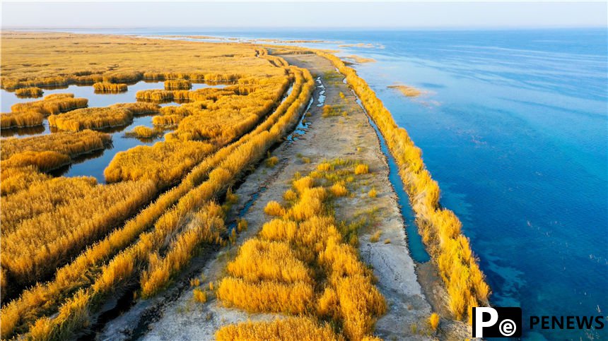 Golden reed flowers brighten Bosten Lake in NW China