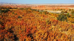 Autumn scenery of Red River Valley in NW China's Xinjiang