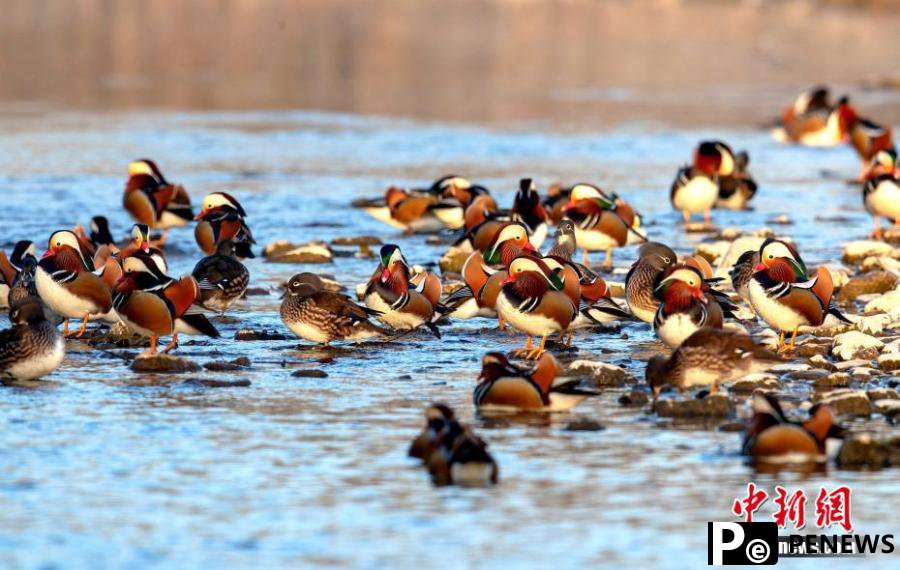 National wetland park in Hubei a paradise for wild bird