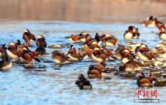 National wetland park in Hubei a paradise for wild bird