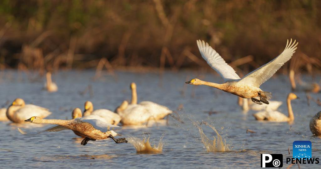 Numerous migratory birds arrive in wetland by Poyang Lake