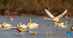 Numerous migratory birds arrive in wetland by Poyang Lake