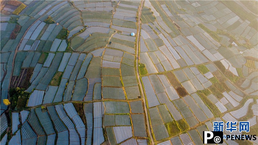 Aerial view of onion fields in Yunnan